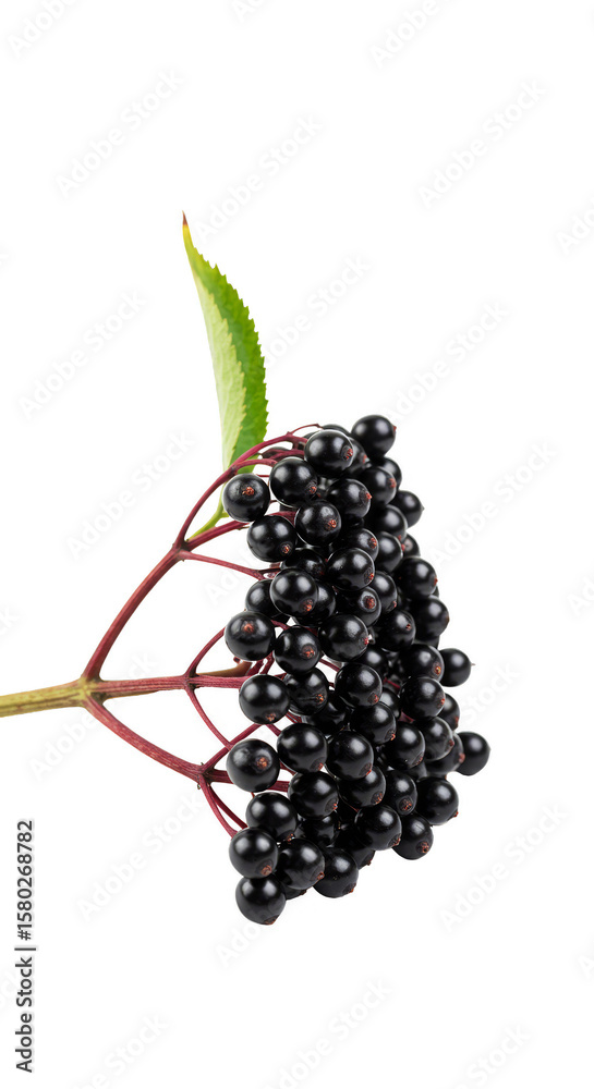 Photorealistic Close Up of Black Elderberry Fruit with Transparent BG Photorealistic Close Up of Black Elderberry Fruit with Transparent BG