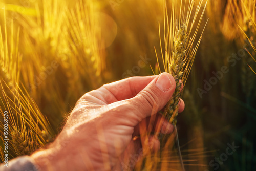 Quadro su tela Farmer examining wheat crop plant in summer sunset, closeup of hand touching whe