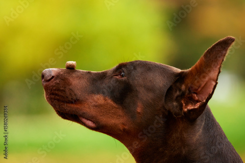 Tableau sur toile Close-up of a Doberman pinscher with a treat on his nose outdoors in an autumn park