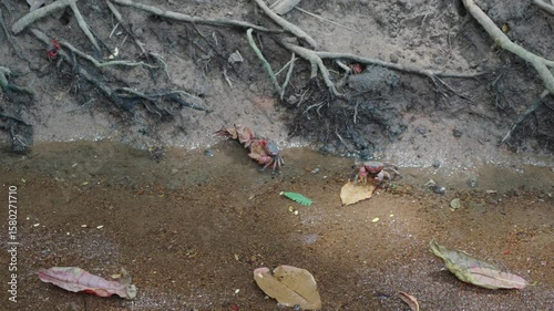 Red mangrove crabs eat leaves in a shallow, clear stream in the Seychelles. Amazing tropical nature