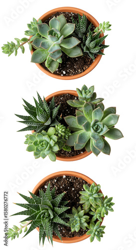 Potted Green Succulents Plants Houseplant Garden Flora Transparent Background