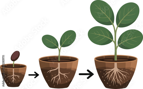 Illustration of the stages of a plant growing, starting from a seed transparent vector png