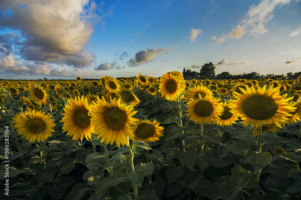 Fototapeta premium Expansive sunflower field during golden hour, illuminated by the soft light of sunset.