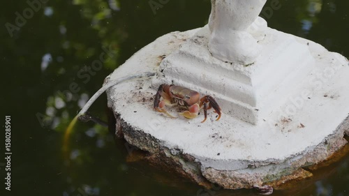 A large red crab sits on an artificial island in the middle of a green pond. Tropical animals
