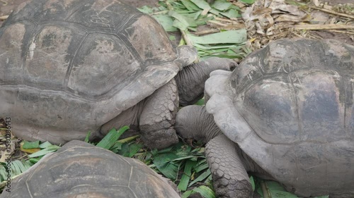 Giant Aldabra tortoises eating green leaves on island grassland, big old reptiles with shells, part of African wildlife and conservation ecology