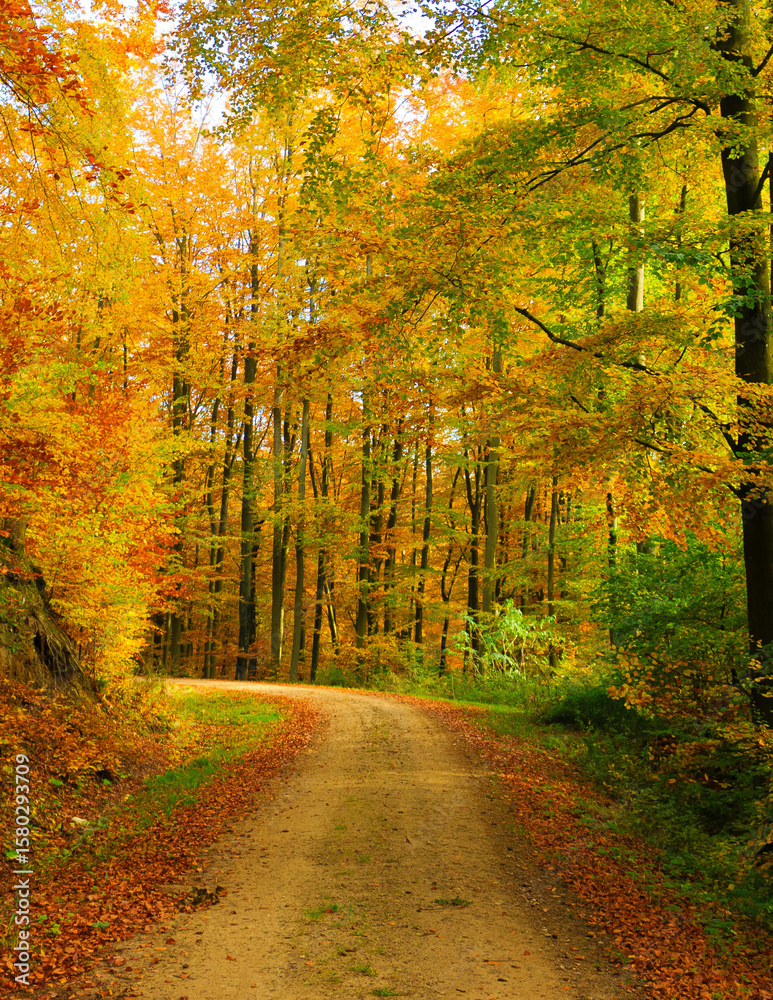 Fototapeta premium Landscape of autumnal forest.