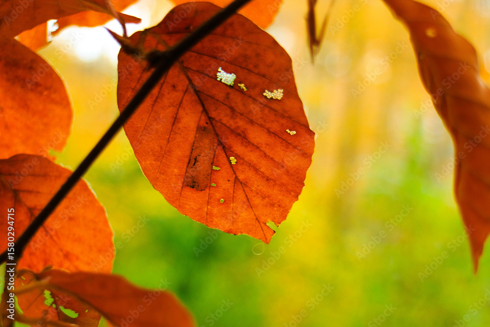 Obraz premium Autumn leaves as a natural background.