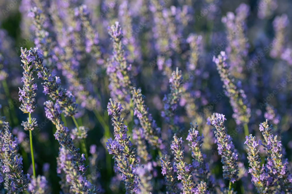 Obraz premium A close-up of a lavender field blooming with dense clusters of purple flowers on green stems.