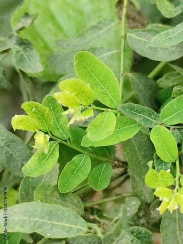 Wallpaper Mural Detailed view of lush green leaves showcasing intricate textures and vibrant foliage in daylight. Torontodigital.ca