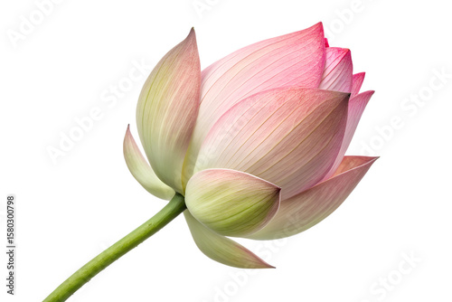 Pink Lotus Flower Bud – Elegant Blooming Sacred Water Plant on White