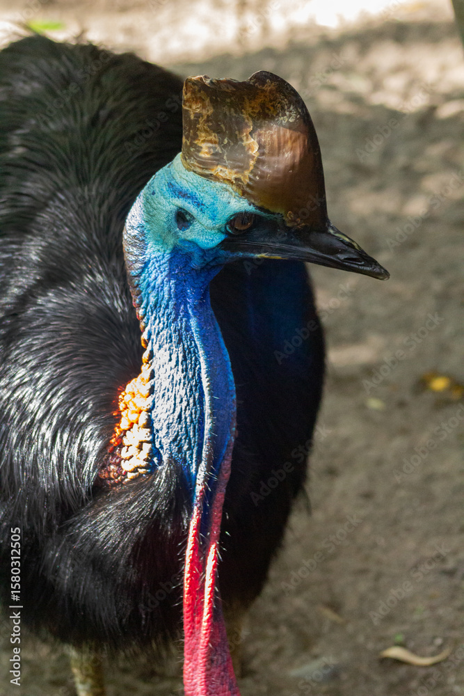 Naklejka premium Daintree Rainforest Southern Cassowary. Queensland, Australia. Up Portrait of a Cassowary – Rare Dinosaur-Like Bird . World’s Most Dangerous and Colorful Flightless Bird. New Guinea and Indonesia.