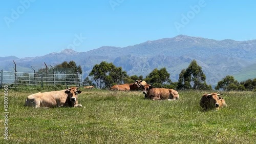 Several light brown cows peacefully rest in a lush green meadow under a clear blue sky.