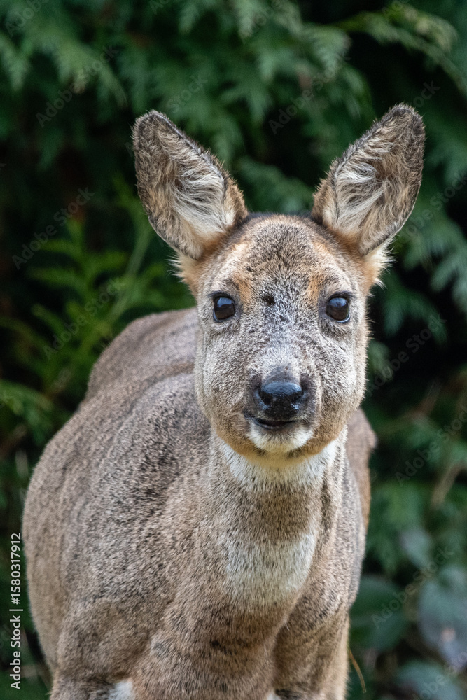 Fototapeta premium Reh 