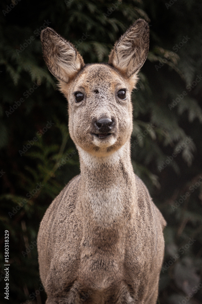 Fototapeta premium Reh