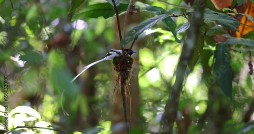 The delicate nest, woven with natural fibers, provides a safe haven for the Asian Paradise Flycatcher in Sabah, Malaysia
