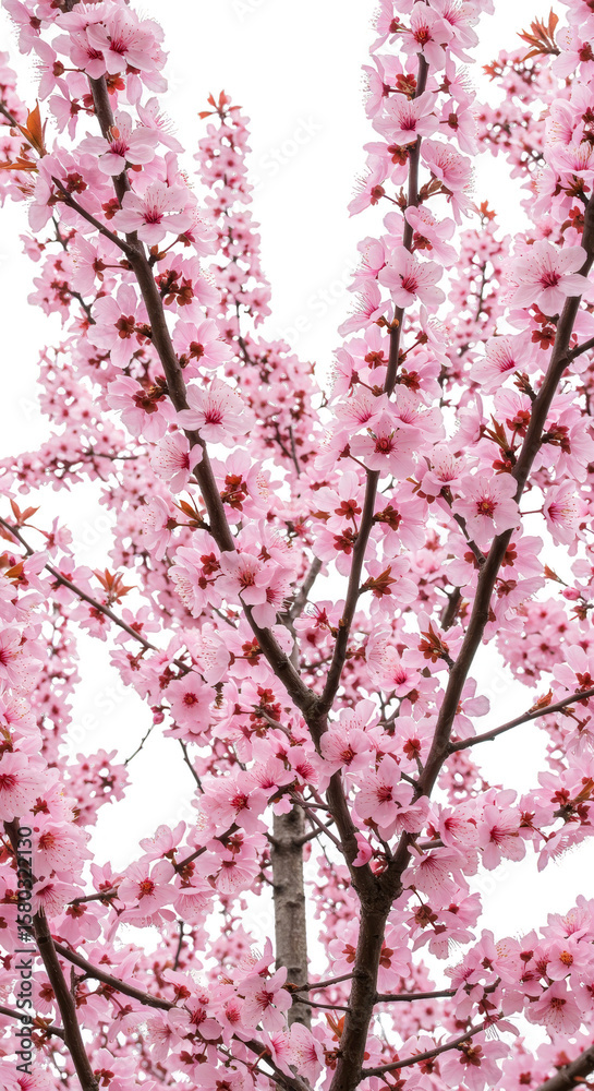Isolated Spring Cherry Blossoms Transparent Background Floral Sakura Bloom Isolated Spring Cherry Blossoms Transparent Background Floral Sakura Bloom