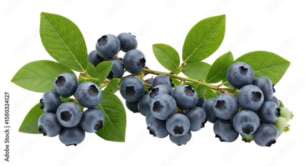Fresh blueberries on a branch with green leaves isolated on transparent background Fresh blueberries on a branch with green leaves isolated on transparent background