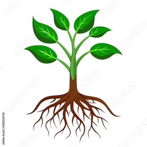 A small tree or plant with green leaves and visible brown roots extending underground, showing both above and below ground parts.