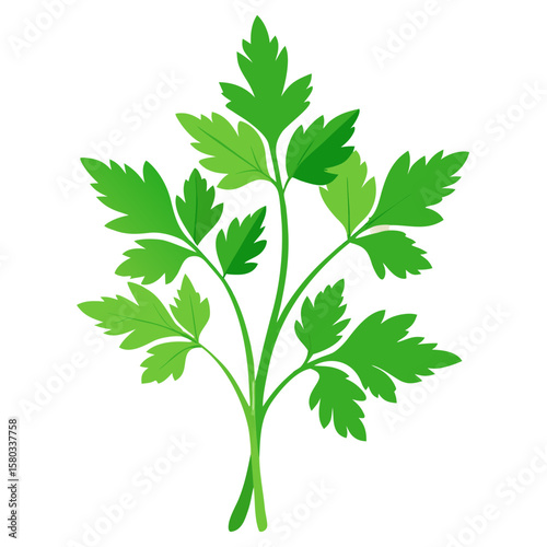 A green parsley sprig with deeply serrated leaves and multiple branches, commonly used as a culinary herb and garnish.