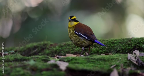 Bornean Banded Pitta (Pitta schwaneri) in its lush rainforest habitat and making it a true jewel of the Bornean rainforests.