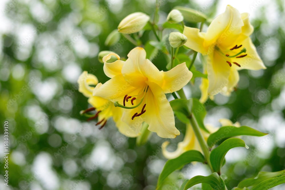 Fototapeta premium Yellow lily in garden.