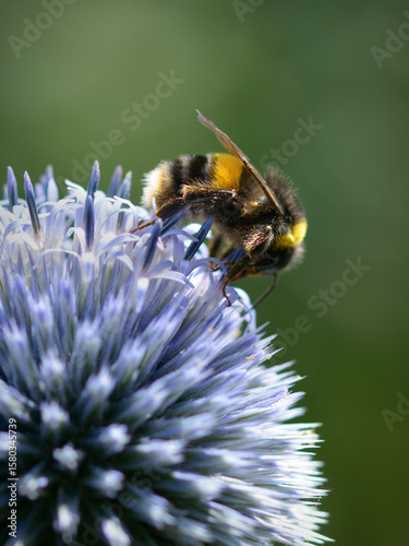 Bumble Bee Collecting Pollen