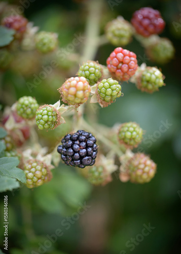 British Countryside Blackberries