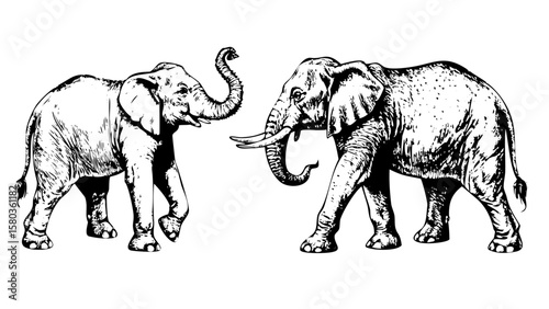 Vintage Engraved Style Elephant Sketch Two Majestic Elephants in Old School Design