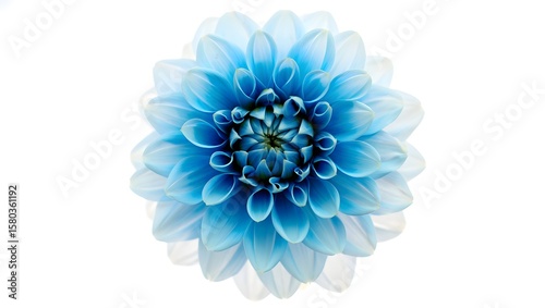 Close up of beautiful blue dahlia flower on white background floral design element stock