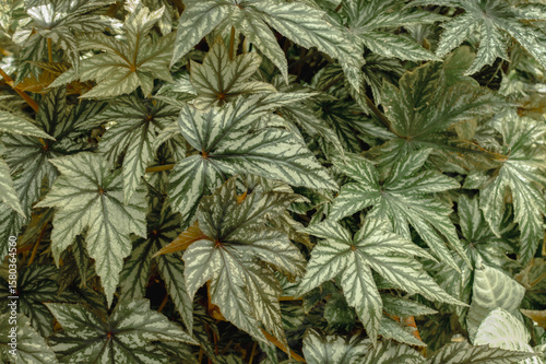 ベゴニア 'Gryphon' の美しい葉模様｜観葉植物の装飾的な葉 背景素材に最適 | Decorative Leaves of Begonia 'Gryphon' — Lush Foliage Pattern for Natural Background or Texture