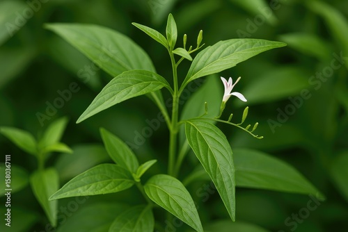 Natural Thai herbal remedy made from organic Kariyat leaves, scientifically identified as Andrographis paniculata Wall ex Ness, belonging to the Acanthaceae family.