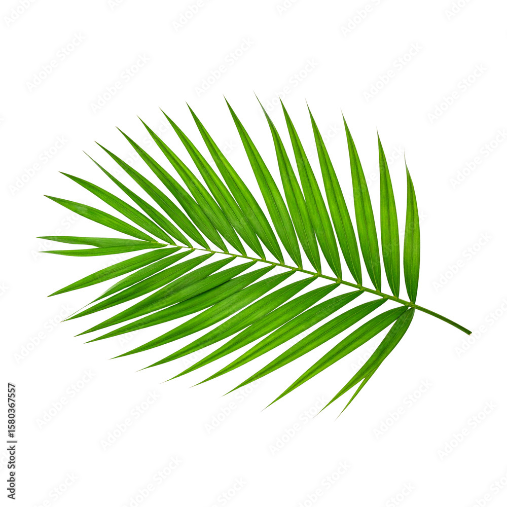 Obraz premium Palm Tree Leaf Isolated