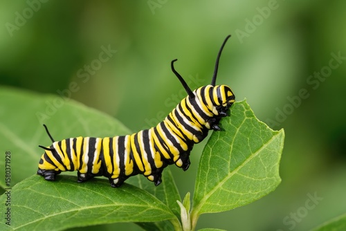 Caterpillar of the Monarch butterfly consuming milkweed plant
