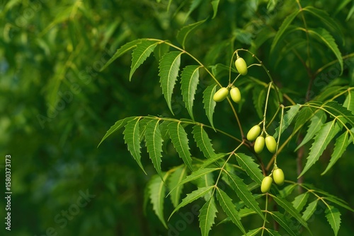 The medicinal properties of neem leaves