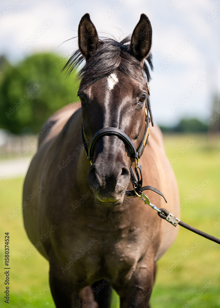 Obraz premium Close-up view of dark brown horse standing outdoors in natural light. Perfect for themes such countryside lifestyle, farming, horse breeding, and equestrian elegance.