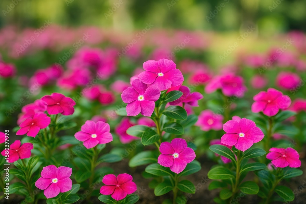 Blooming Kiss-me-quick Flowers in the Park Blooming Kiss-me-quick Flowers in the Park
