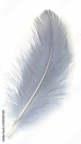 A delicate light-gray feather against a white background