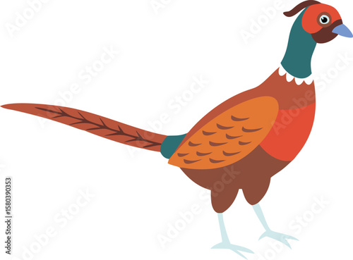  pheasant with white background