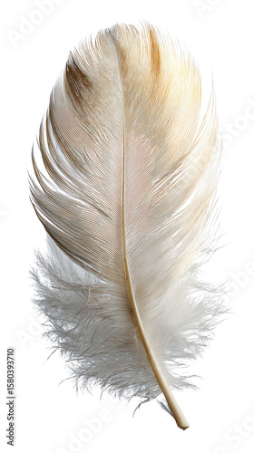 Delicate white feather on a contrasting background