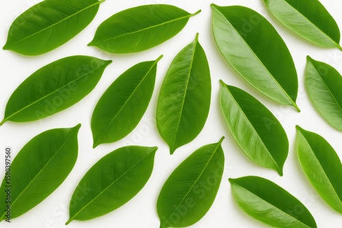 Energizing Soursop Leaf Benefits for Refreshing Well-being