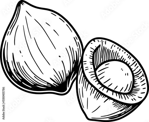 Whole and cracked hazelnuts hand drawn isolated illustration organic nut, healthy snack, vegan protein food concept