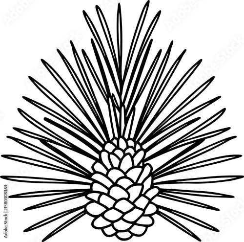 Pine cone with needles illustration black and white drawing of conifer seed pod and spiky leaves, nature botanical element