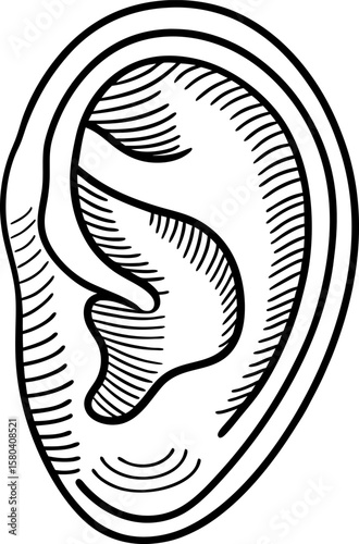 Detailed human ear illustration black and white line drawing highlighting ear anatomy structure and texture