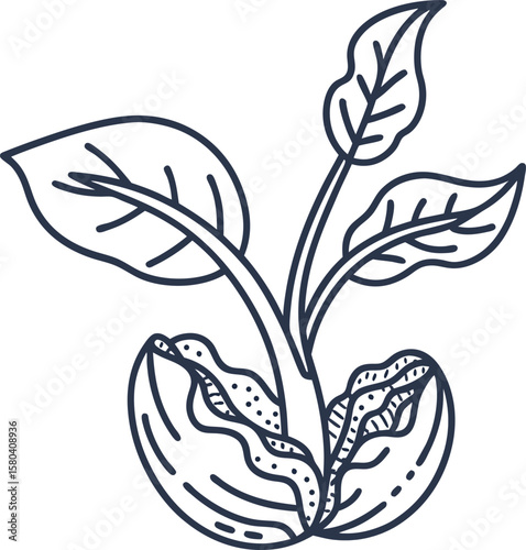 Young plant growing from seed seedling with stem and leaves, botanical growth stages, agriculture and nature