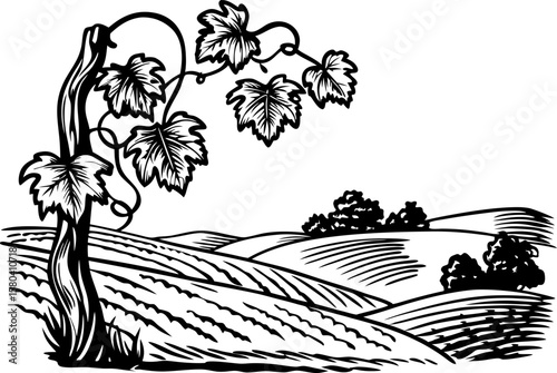 Vineyard landscape illustration with grapevine and rolling hills rural countryside plantation, agriculture concept