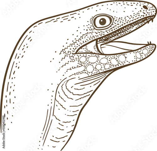 Eel head illustration, detailed line art drawing of aquatic predatory fish, open mouth jaw anatomy sketch