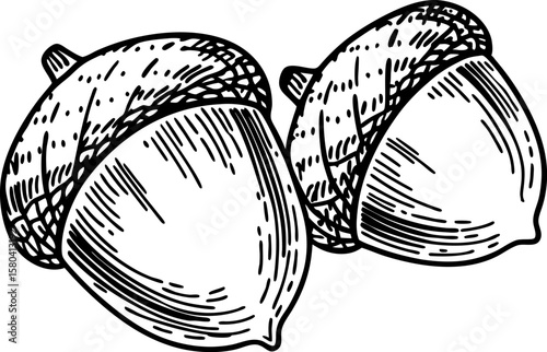 Hand drawn acorns illustration in vintage sketch autumn nut duo, natural food, botanical nature element
