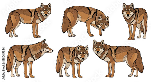 Dhole in various poses showcasing agility and movement - Concept of Animals in different poses  