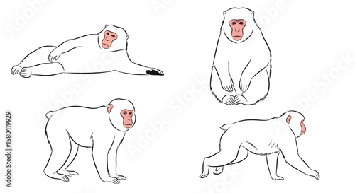 Japanese macaque monkey in various poses and expressions, concept of animals in different poses  