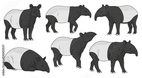 Malayan tapir in different poses showcasing various postures  